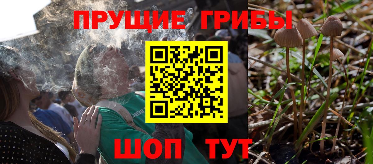 Галлюциногенные грибы Psilocybine cubensis Грозный
